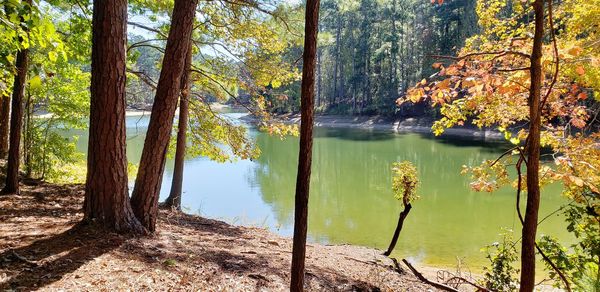 Scenic view of lake in forest during autumn