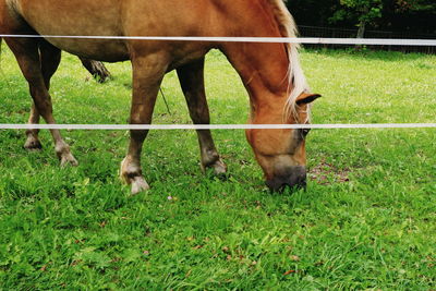 Horse grazing in field