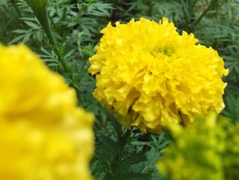 Close-up of yellow marigold blooming outdoors