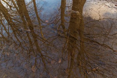 Close-up of bare tree in winter