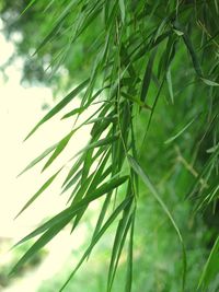 Close-up of bamboo leaf