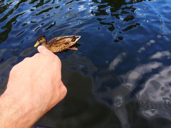 Cropped image of man in water