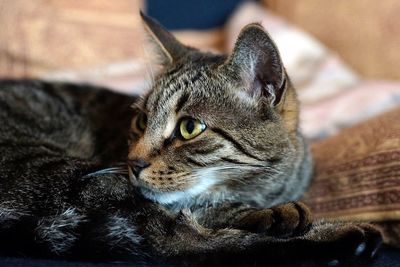 Close-up of a cat looking away