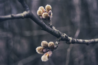 Close-up of flower buds on twig