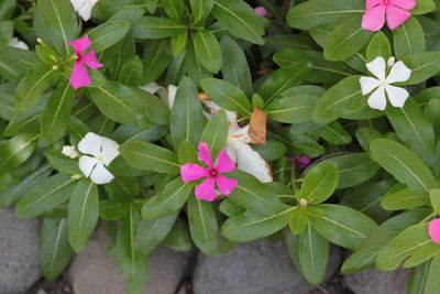 High angle view of pink flowering plants