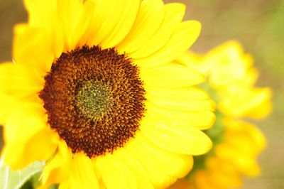 Close-up of sunflower