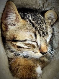 Close-up of cat sleeping