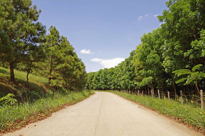 Dirt road amidst trees against sky