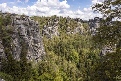 Panoramic view of pine trees in forest against sky