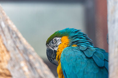 Close-up of parrot perching on wood