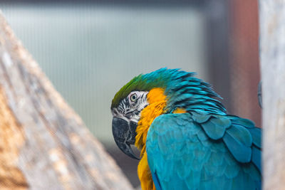 Close up of a macaw