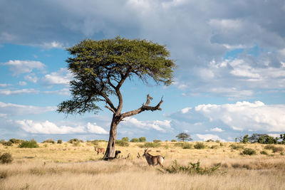 View of tree on field against sky