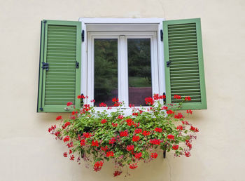 Charming old window with green shutters and red geraniums flowers