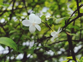 Close-up of white flowering plant