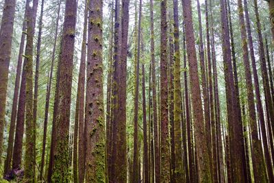 Pine trees in forest