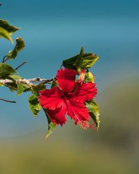 Close-up of red hibiscus blooming outdoors