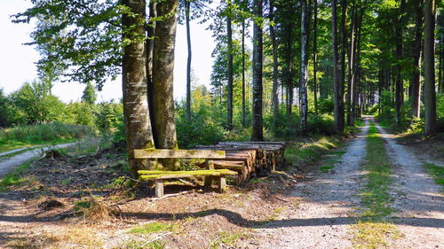 Empty bench in forest