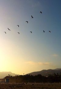 Flock of birds flying over landscape