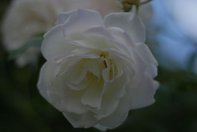 Close-up of white rose