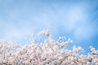 Low angle view of flower tree against blue sky