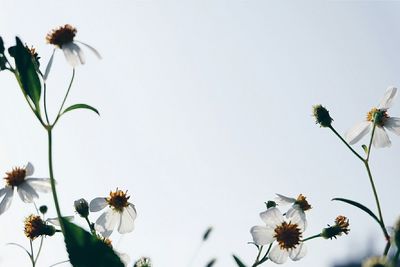 Low angle view of flowers blooming in park