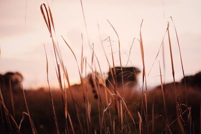 Close-up of grass on field against sky