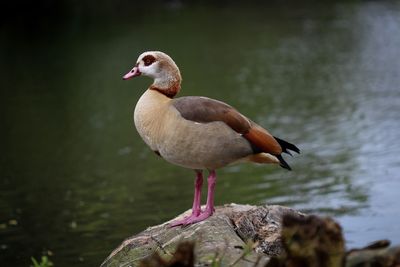 Close-up of bird perching on rock by lake