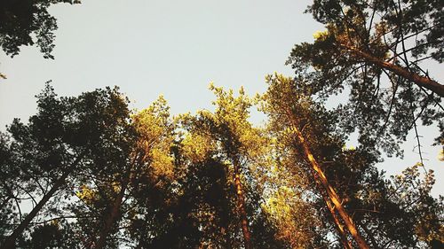 Low angle view of trees against sky