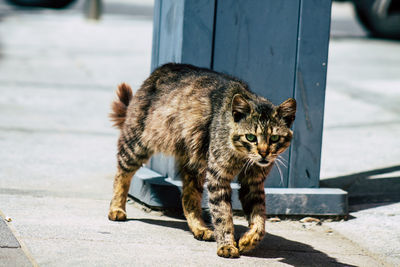 Cat looking away