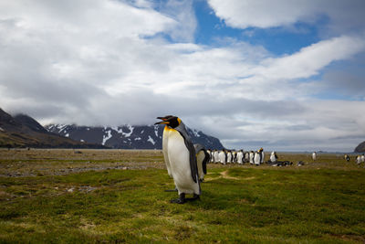 Penguins on field against cloudy sky