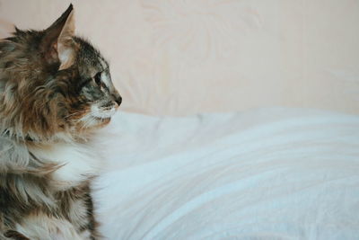 Close-up of a cat lying on bed