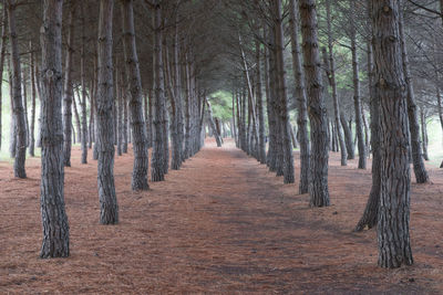 Footpath amidst trees in forest