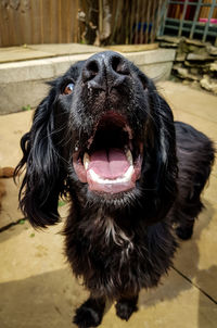 Close-up portrait of a dog