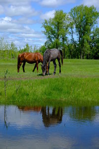Horses in a field