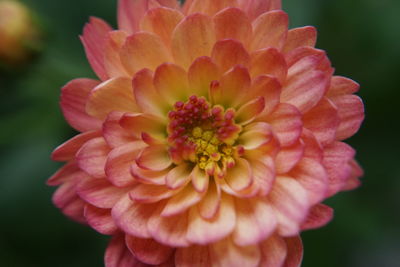 Close-up of pink flower