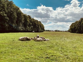 Scenic view of field against sky