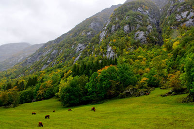 Scenic view of green landscape and mountains