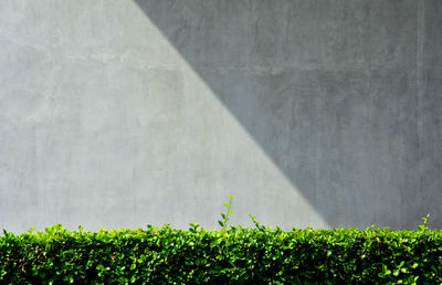 Plants growing on field by wall