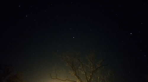 Low angle view of tree against sky at night