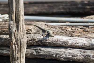 Close-up of lizard on tree trunk