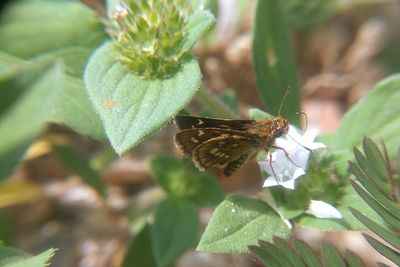 Close-up of butterfly on plant