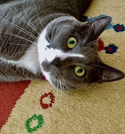 Close-up portrait of cat