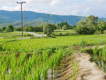 Refreshing green paddy field in evening sunlight of a summer time in the north of thailand