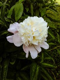 Close-up of white flowers