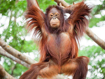 Low angle view of monkey on tree