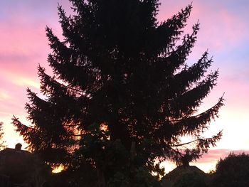 Low angle view of silhouette tree at sunset