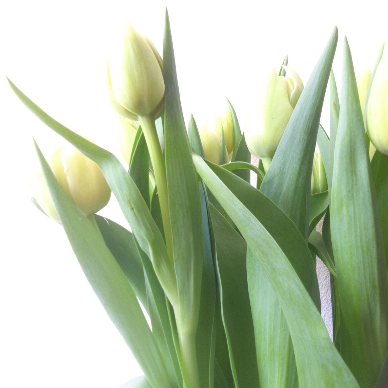 freshness, flower, close-up, plant, leaf, fragility, growth, studio shot, petal, flower head, white background, green color, stem, beauty in nature, nature, yellow, no people, white color, indoors, tulip