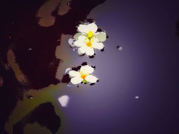 Close-up of white flowers blooming in pond