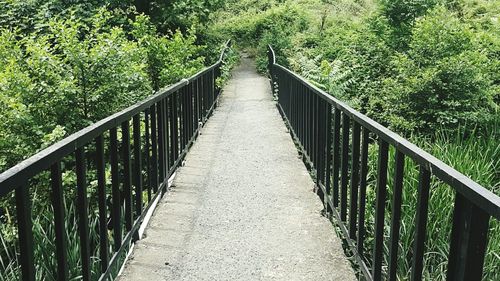 Boardwalk amidst trees in forest