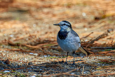 Close-up of bird perching on a land